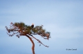 Eagle;Scenic;Florida;Southeast-USA;Haliaeetus-leucocephalus;Bald-Eagle;Birds-of-
